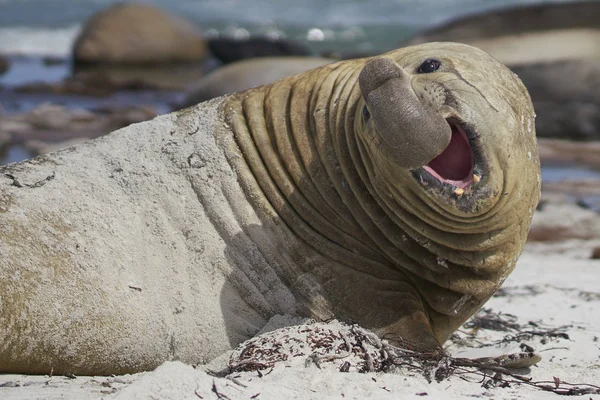 Μεγάλη Αρσενική Φώκια Southern Elephant Seal Mirounga Leonina Κατά Την — Φωτογραφία Αρχείου