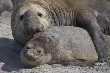 Falkland Adaları 'ndaki Deniz Aslanı Adası' nda çiftleşirken büyük erkek Güney Fil Foku (Mirounga leonina) bir dişiyi boynundan tutar..