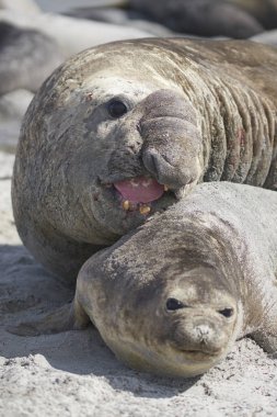 Falkland Adaları 'ndaki Deniz Aslanı Adası' nda çiftleşirken büyük erkek Güney Fil Foku (Mirounga leonina) bir dişiyi boynundan tutar..
