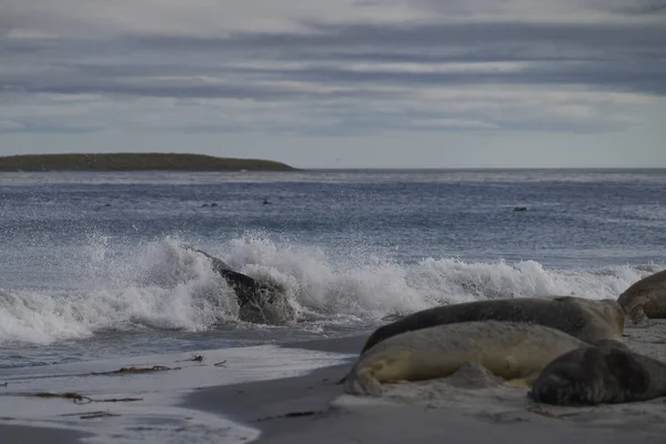 在福克兰群岛海狮岛上的繁殖季节 竞争激烈的雄性南象海豹 Mirounga Leonina 在冲浪大战中争夺对雌性后宫的控制权 — 图库照片