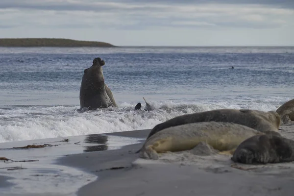 Rival Male Southern Elephant Seals Mirounga Leonina Fight Surf Control — Stock Photo, Image