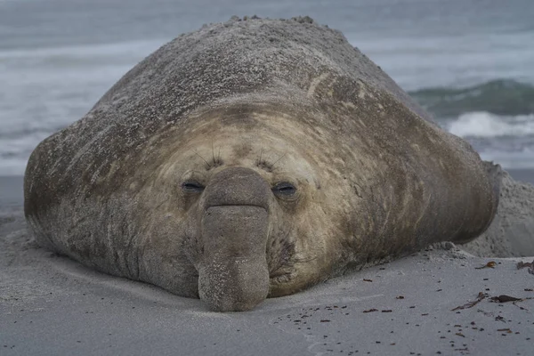 Velký Samec Tuleně Jižního Slona Mirounga Leonina Písečné Pláži Ostrově — Stock fotografie