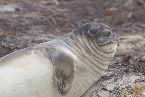 Recently Weaned Southern Elephant Seal Pup Mirounga Leonina Coast Sea — Stock Photo, Image