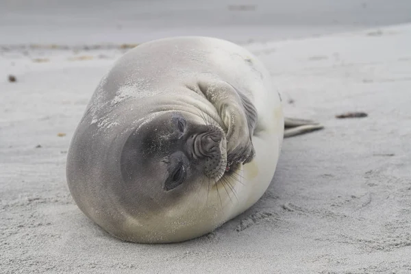 Recently Weaned Southern Elephant Seal Pup Mirounga Leonina Coast Sea — Stock Photo, Image