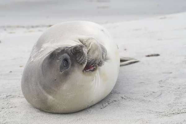 Nyligen Avvanda Södra Elefantsälunge Mirounga Leonina Kusten Sea Lion Island — Stockfoto