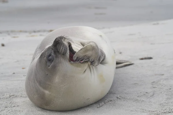 Onlangs Gespeende Zuidelijke Zeeolifant Pup Mirounga Leonina Aan Kust Van — Stockfoto