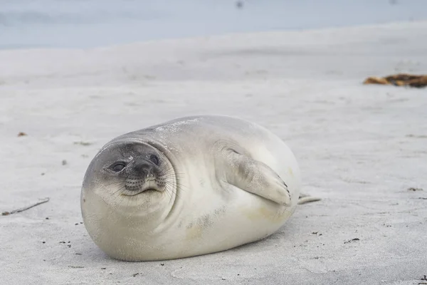 Nedávno Odstavená Mláďata Tuleně Jižního Mirounga Leonina Pobřeží Ostrova Sea — Stock fotografie