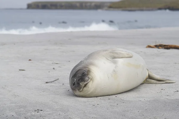 フォークランド諸島のシー ライオン島の海岸に最近風化した南象シール アップ Mirounga Leonina — ストック写真