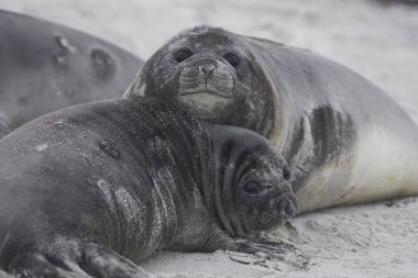 Falkland Adaları 'ndaki Sea Lion Adası kıyılarındaki Güney Fil Fok Yavruları (Mirounga Leonina).