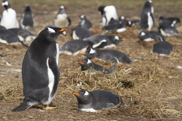 Pingwiny Gentoo Pygoscelis Papua Gniazdujące Wyspie Lwa Morskiego Falklandach — Zdjęcie stockowe