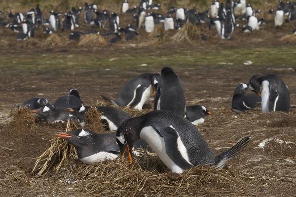 Pinguins Gentoo Pygoscelis Papua Nidificando Ilha Leão Marinho Nas Ilhas — Fotografia de Stock