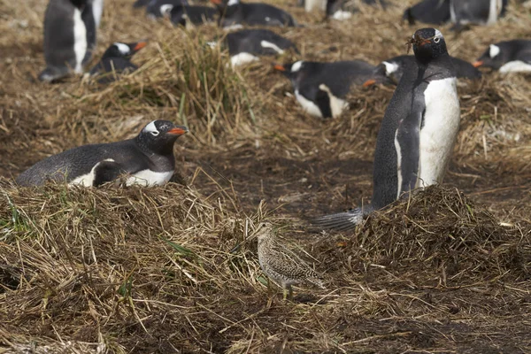 Magellanic Snipe Gallinago Paraguaiae Magellanica Poszukuje Pożywienia Wśród Kolonii Pingwinów — Zdjęcie stockowe