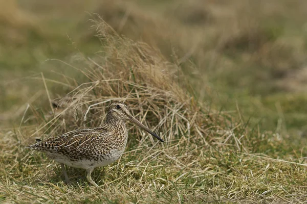 Magellanic Snipe Gallinago Paraguaiae Magellanica Ищет Пищу Острове Лион Фолклендских — стоковое фото