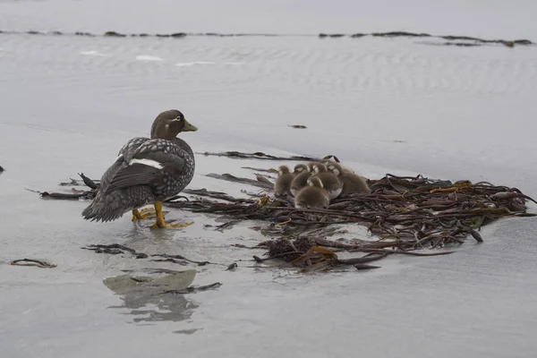 Falkland Steamer Duck Tachyeres Brachypterus Com Pintos Uma Praia Areia — Fotografia de Stock