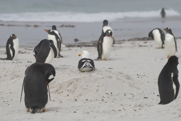 Kelp Gull Larus Dominicanus Sandy Beach Amongst Group Gentoo Penguins — Stock Photo, Image