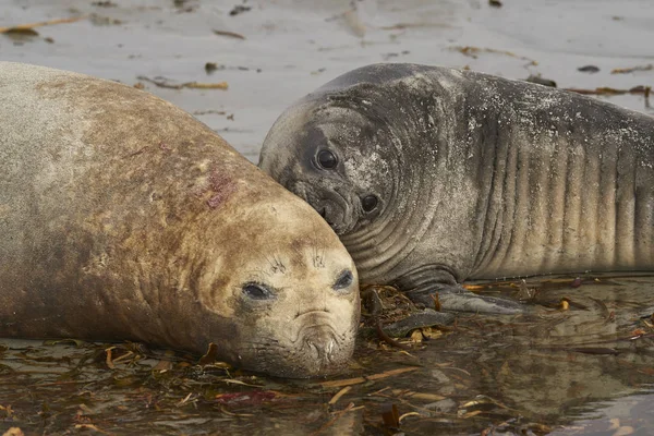 Female Southern Elephant Seal Mirounga Leonina Her Pup Lying Beach — 스톡 사진