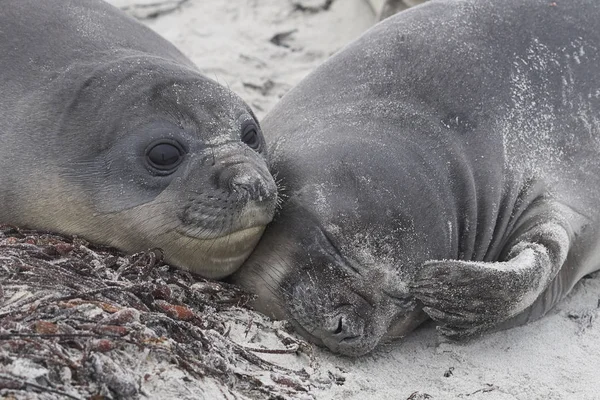 Phoque Éléphant Sud Chiots Mirounga Leonina Sur Côte Île Sea — Photo