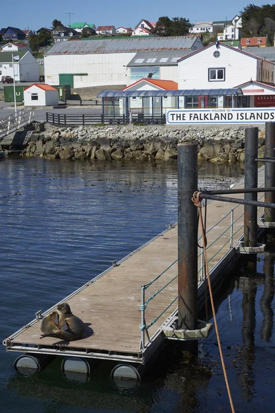 Stanley Falklandsöarna Oktober 2019 Par Unga Sydsjölejon Otaria Flavescenson Piren — Stockfoto