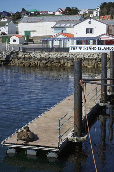 Stanley Falkland Islands October 2019 Pair Young Southern Sea Lions — Stock Photo, Image