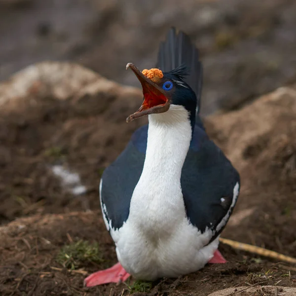 Imperial Shag Phalacrocorax Atriceps Albiventer Plumaje Reproductivo Los Acantilados Las — Foto de Stock