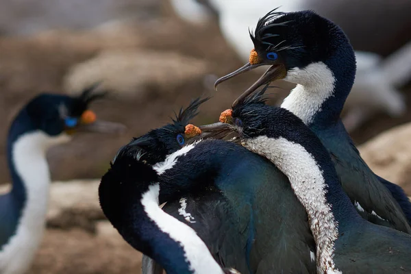 Ζεύγος Imperial Shag Phalacrocorax Atriceps Albivender Που Μάχονται Για Μια — Φωτογραφία Αρχείου