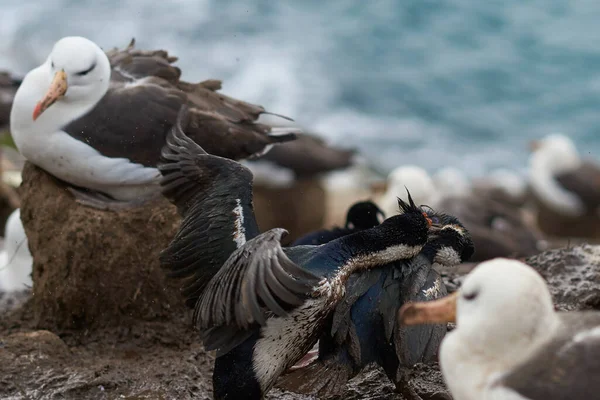 Ζευγάρι Imperial Shag Phalacrocorax Atriceps Albivender Που Μάχονται Για Μια — Φωτογραφία Αρχείου