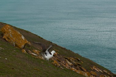 Falkland Adaları 'ndaki Saunders Adası uçurumlarındaki Kara Kaşlı Albatros (Thalassarche melanofrileri) kolonisi.