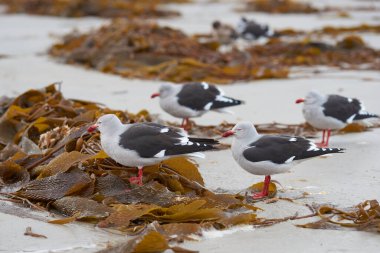 Falkland Adaları 'ndaki Saunders Adası' ndaki bir yosun plajında yunus martıları (Leucophaeus skores) grubu..