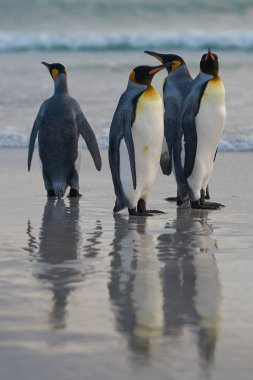 Falkland Adaları 'ndaki Saunders Adası' ndaki The Neck plajında Kral Penguenler (Aptenodytes patagonicus) grubu..