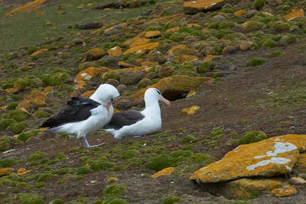 Zwarte Wenkbrauwen Albatros Thalassarche Melanophrys Kolonie Kliffen Van Saunders Island — Stockfoto