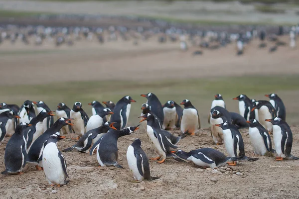 Pescoço Ilha Saunders Nas Ilhas Malvinas Lar Várias Colônias Gentoo — Fotografia de Stock