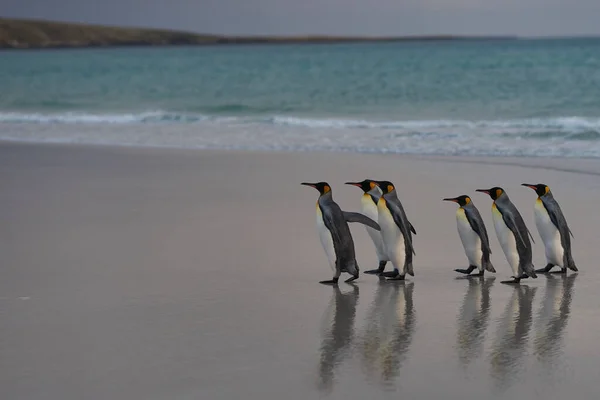 Grupo Pingüinos Rey Aptenodytes Patagonicus Playa Neck Saunders Island Las —  Fotos de Stock