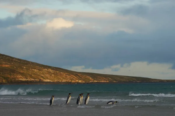 Ομάδα King Penguins Aptenodytes Patagonicus Στην Παραλία Neck Στο Νησί — Φωτογραφία Αρχείου