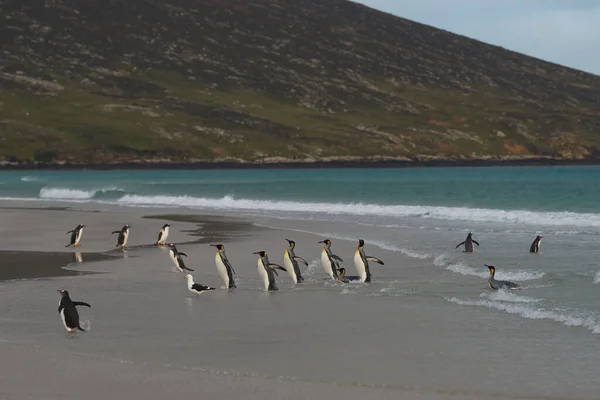 Grupo Pingüinos Rey Aptenodytes Patagonicus Playa Neck Saunders Island Las —  Fotos de Stock