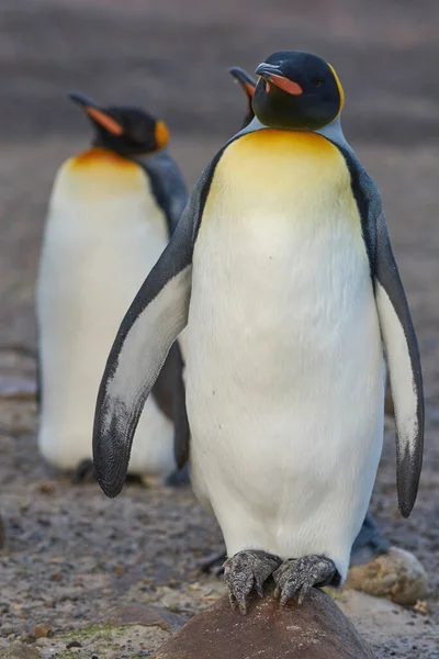 Koningspinguïns Aptenodytes Patagonicus Nek Van Het Eiland Saunders Falklandeilanden — Stockfoto