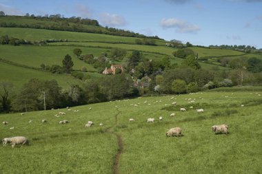 Woolley Vadisi 'nin yemyeşil tarlalarında koyunlar ve kuzular, İngiltere, Bath' ın eteklerinde bulunan Cotswolds 'daki Olağanüstü Doğal Güzellik Bölgesi.