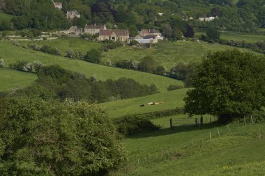 Woolley Vadisi 'nin yemyeşil tarlalarında sığırlar, İngiltere' nin Bath kenar mahallelerindeki Cotswolds 'da olağanüstü bir Doğal Güzellik Bölgesi.