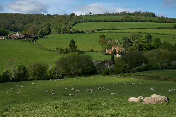 Πρόβατα Και Αρνιά Πλούσια Πράσινα Λιβάδια Της Κοιλάδας Woolley Μια — Φωτογραφία Αρχείου