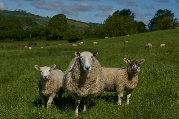 Ovelhas Cordeiros Campos Verdejantes Woolley Valley Uma Área Beleza Natural — Fotografia de Stock