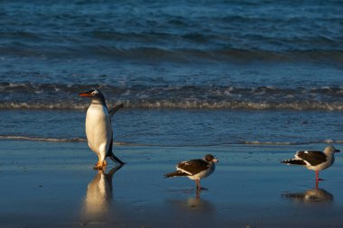 Gentoo Penguen (Pygoscelis papua) Falkland Adaları 'ndaki Saunders Adası' ndaki The Neck 'te karaya çıkıyor..