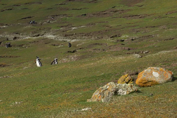 Magellansk Pingvin Spheniscus Magellanicus Saunders Falklandsöarna — Stockfoto