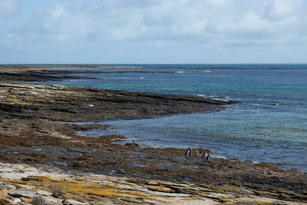 Pingouin Magellan Spheniscus Magellanicus Sur Île Saunders Dans Les Îles — Photo