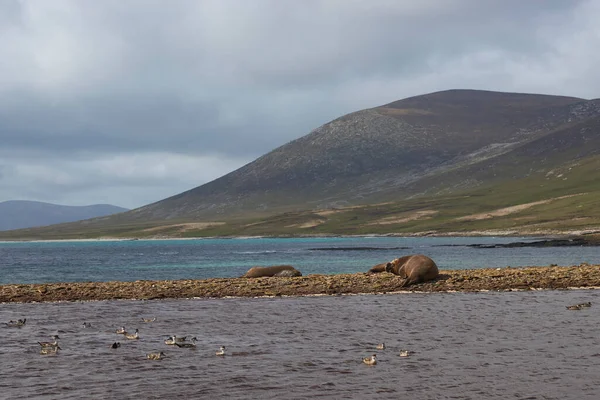福克兰群岛桑德斯岛大象角石质海滩上的雄性南方象海豹 Mirounga Leonina — 图库照片
