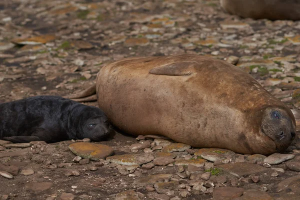 Female Southern Elephant Seal (Mirounga leonina) with pup, lying on a shingle beach at Elephant Point on Saunders Island in the Falkland Islands.