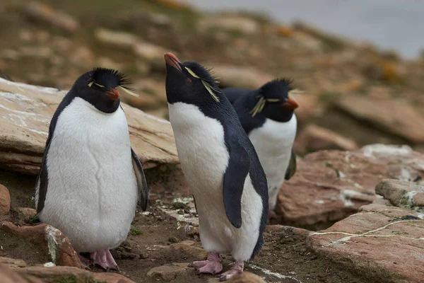 Colonia Pingüinos Rockhopper Eudyptes Chrysocome Una Llanura Cubierta Hierba Cerca —  Fotos de Stock