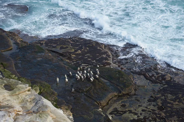Πιγκουίνοι Rockhopper Eudyptes Chrysocome Αποβιβάζονται Στους Βράχους Του Νησιού Saunders — Φωτογραφία Αρχείου