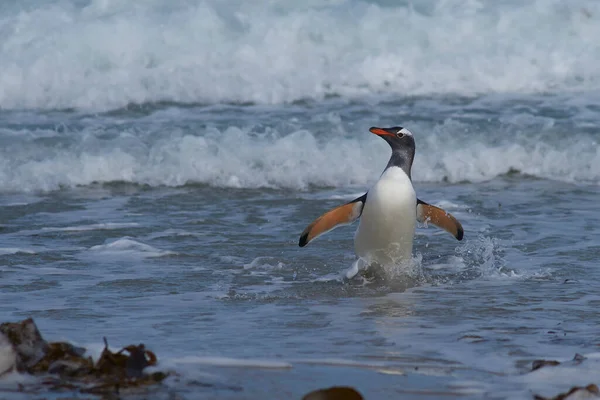 Gentoo Penguin Pygoscelis Papua Przybywa Brzeg Neck Wyspie Saunders Falklandach — Zdjęcie stockowe