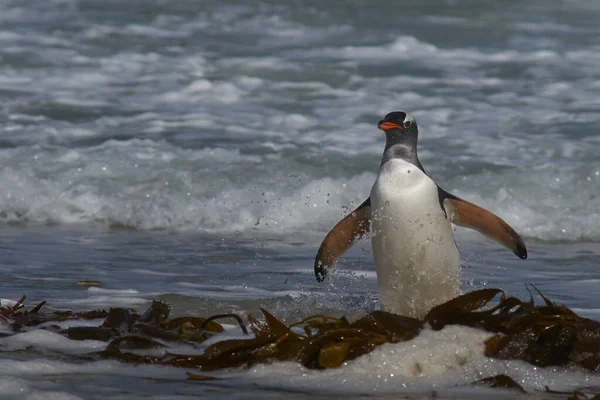 Gentoo Pinguin Pygoscelis Papua Nacken Auf Saunders Island Auf Den — Stockfoto