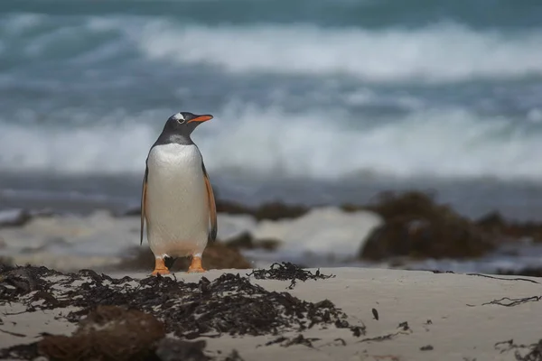 Gentoo Penguin Pygoscelis Papua Выходит Берег Neck Острове Сондерс Фолклендских — стоковое фото