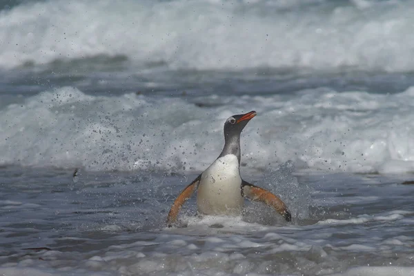 Gentoo Penguin Pygoscelis Papua 在福克兰群岛Saunders岛上的Neck上岸 — 图库照片